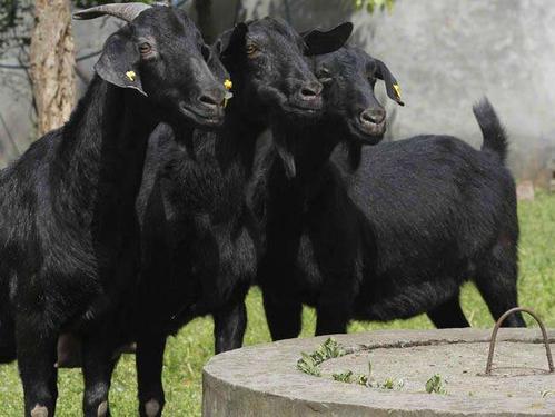 洞口养殖肉羊努比亚黑山羊努比亚黑山羊种苗养殖基地