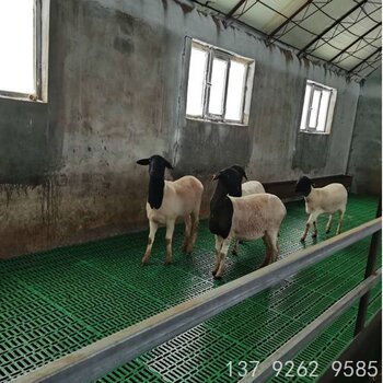 塑料羊粪板羊舍地板养殖羊现代化羊圈养羊