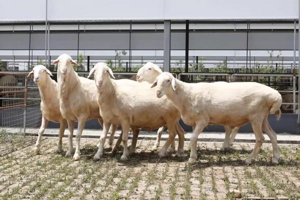 羊养殖技术羊每天吃多少草料和饲料