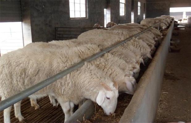 肉羊种羊养殖要点