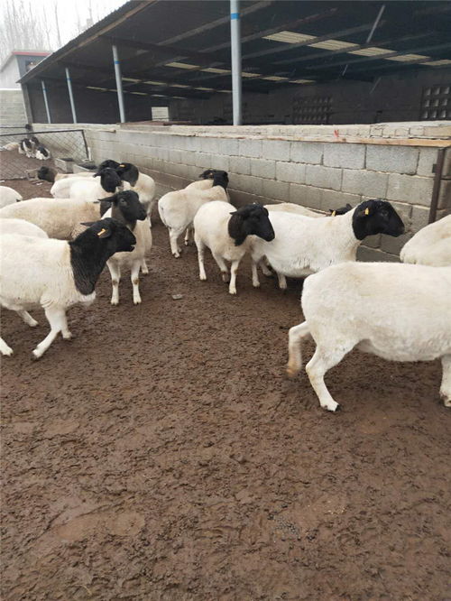 杜泊绵羊价格是多少今日杜泊绵羊批发多少钱一斤