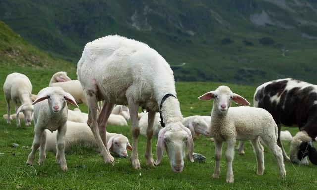 在农村养20只羊到底比不比在外打工强老农给你算了细账