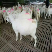 【养殖羊的利润】价格_厂家_图片 -