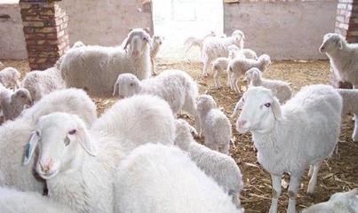 羊病误区防治:养殖羊发生羊病八种预兆