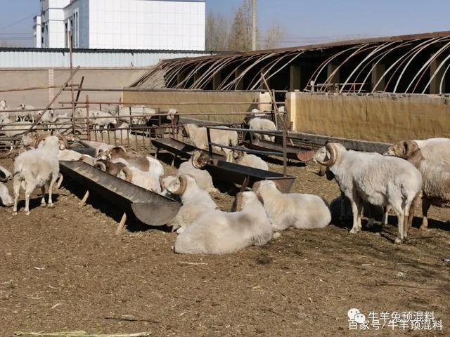 走访丨泽牧久远技术总监黄正勇带队走访甘肃牦牛和欧拉羊养殖场