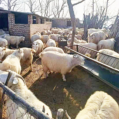 专业养殖羊