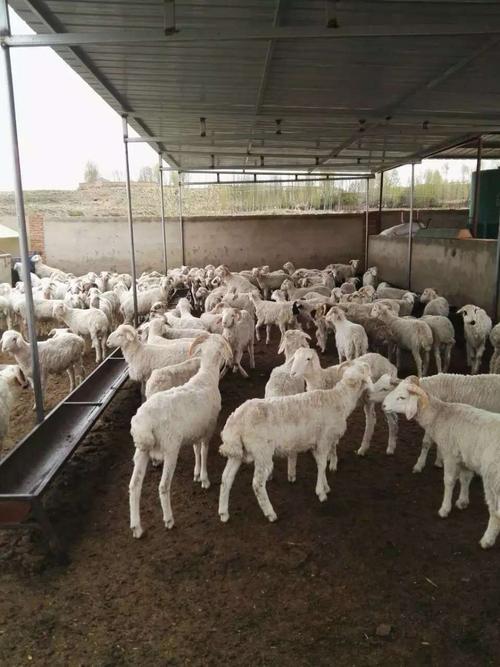 羊怎么养长得快 /一公斤羊料多少钱 农村羊饲料的**配方